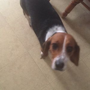 Meet your Posher, Americus